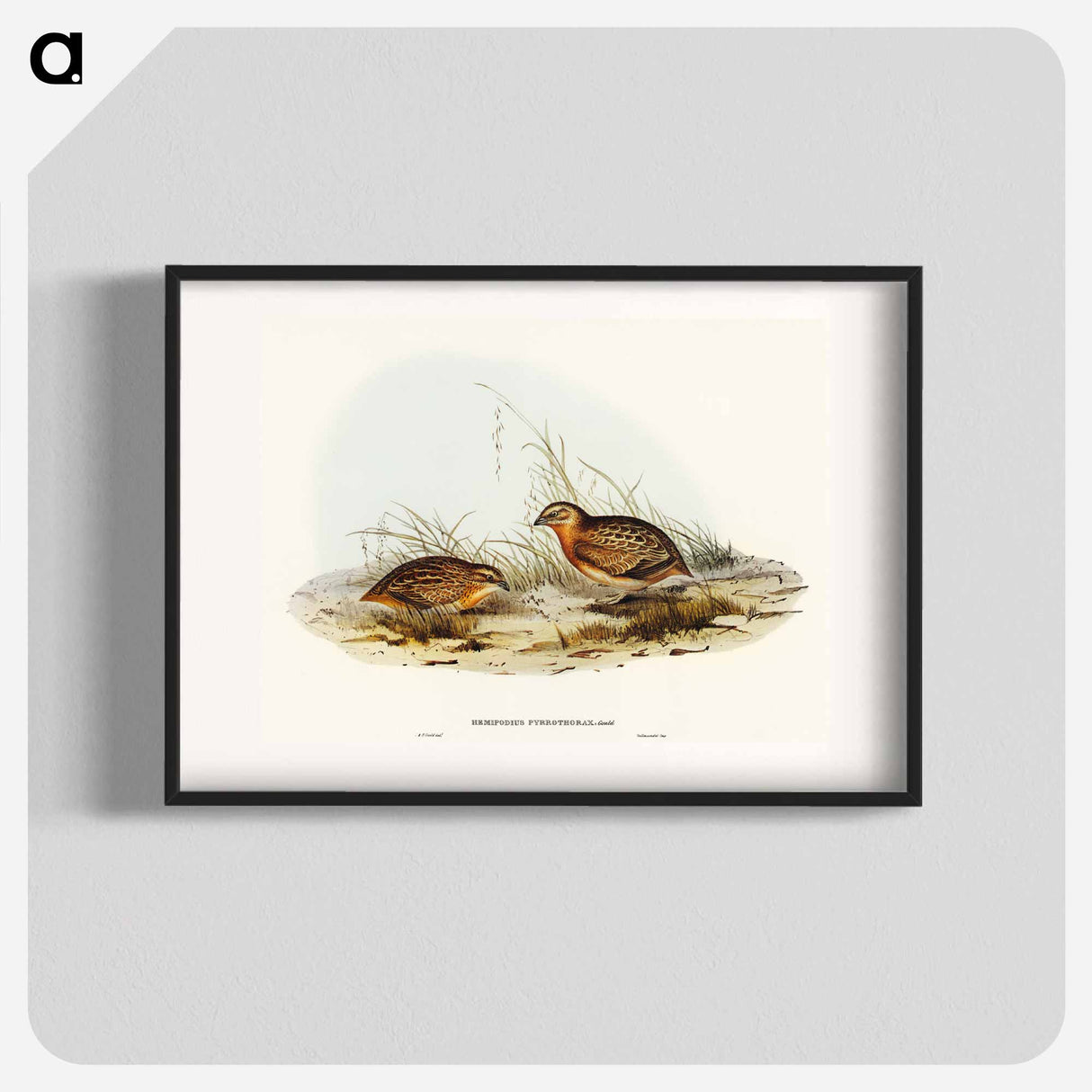 Red-chested Hemipode
- オーストラリアの鳥 Poster.