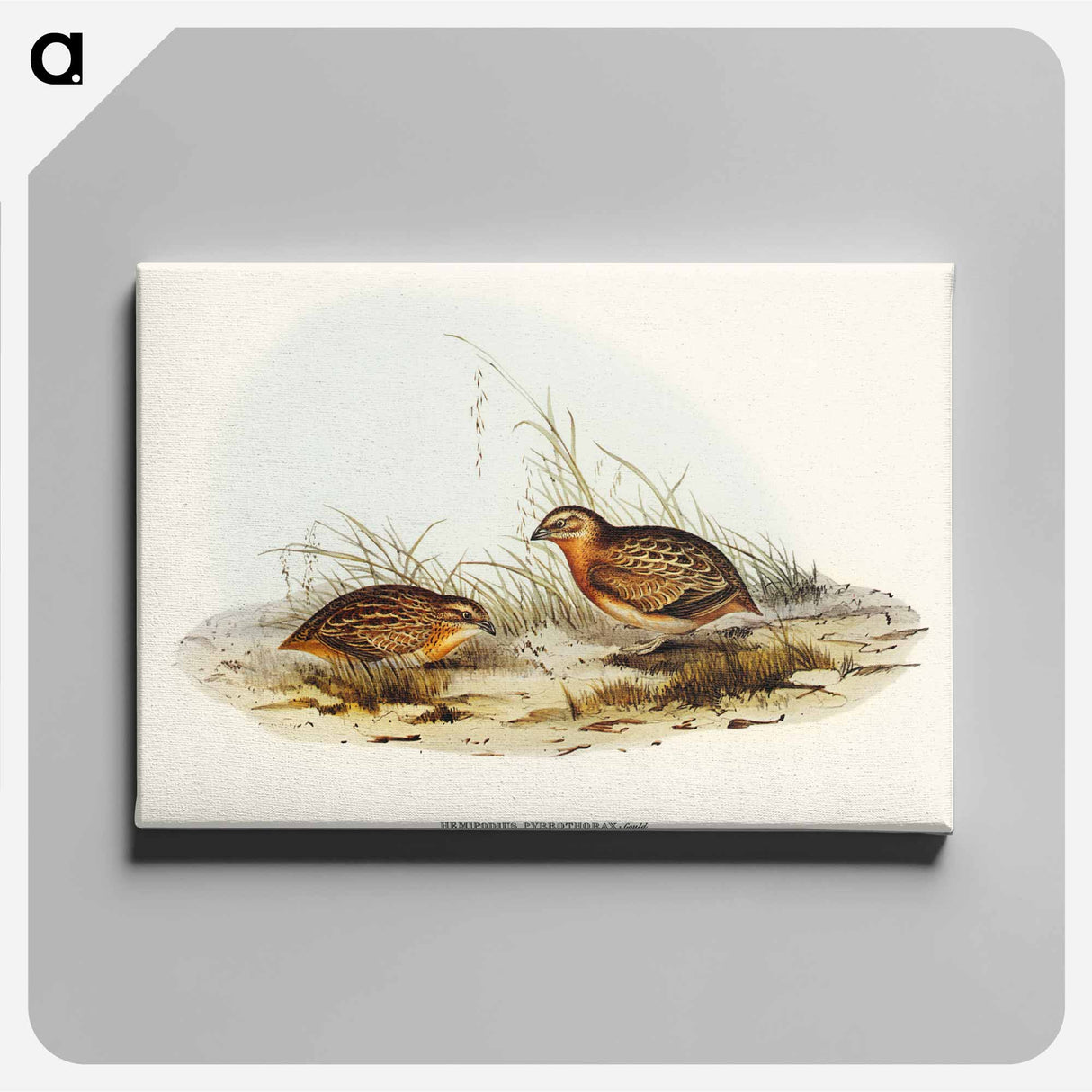 Red-chested Hemipode
- オーストラリアの鳥 Canvas.