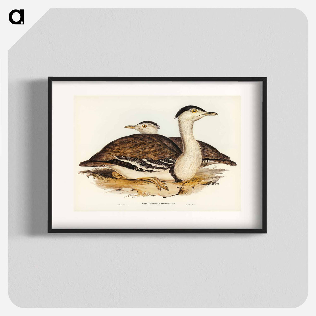 アートポスター-Australian Bustard
- ジョン グールド Poster.