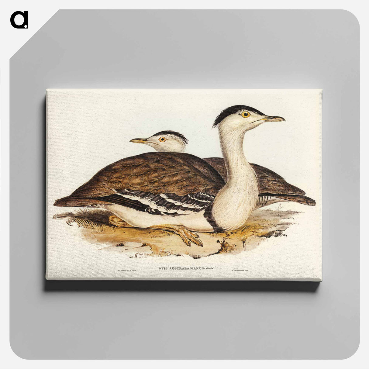アートパネル-Australian Bustard
- ジョン グールド Canvas.