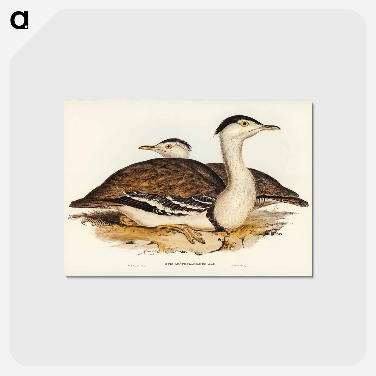 アートポストカード-Australian Bustard
- ジョン グールド Postcard.