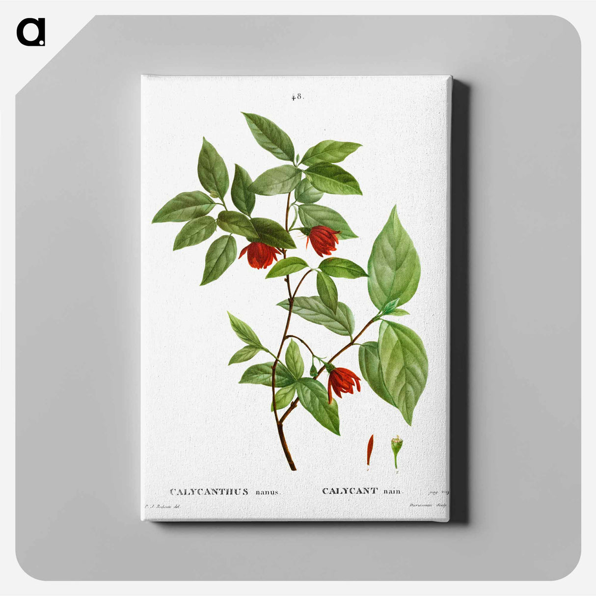 アートパネル-Calycanthus Venus - ピエール ジョゼフ ルドゥーテ Canvas.