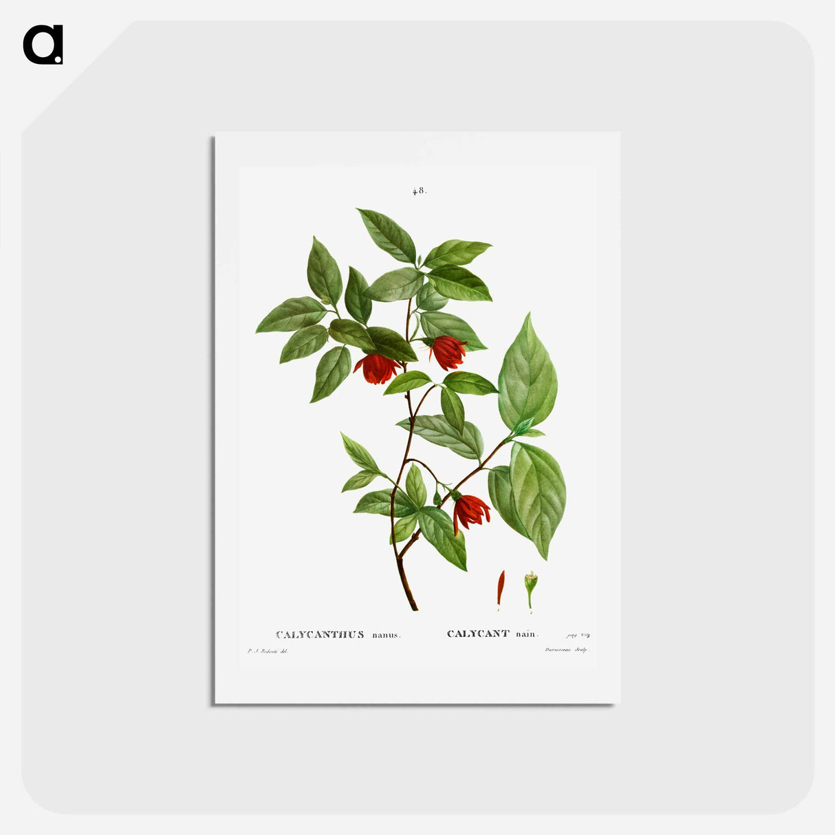 アートポストカード-Calycanthus Venus - ピエール ジョゼフ ルドゥーテ Postcard.