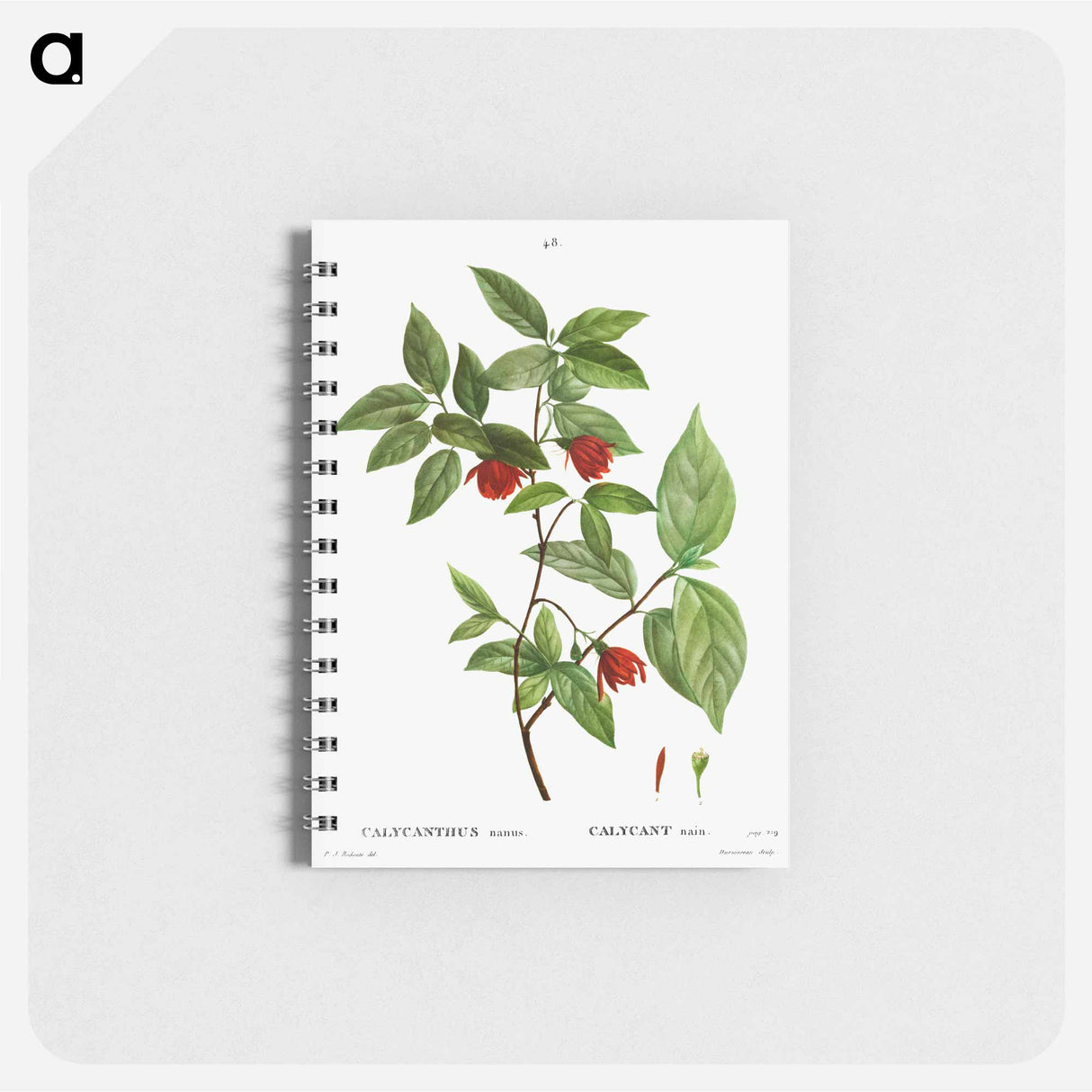 Calycanthus Venus - ピエール ジョゼフ ルドゥーテ Memo.