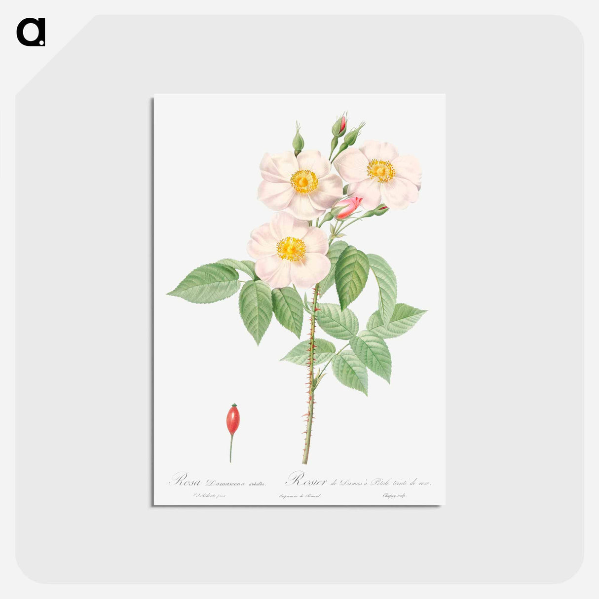 アートポストカード-Damask Rose - ピエール ジョゼフ ルドゥーテ Postcard.