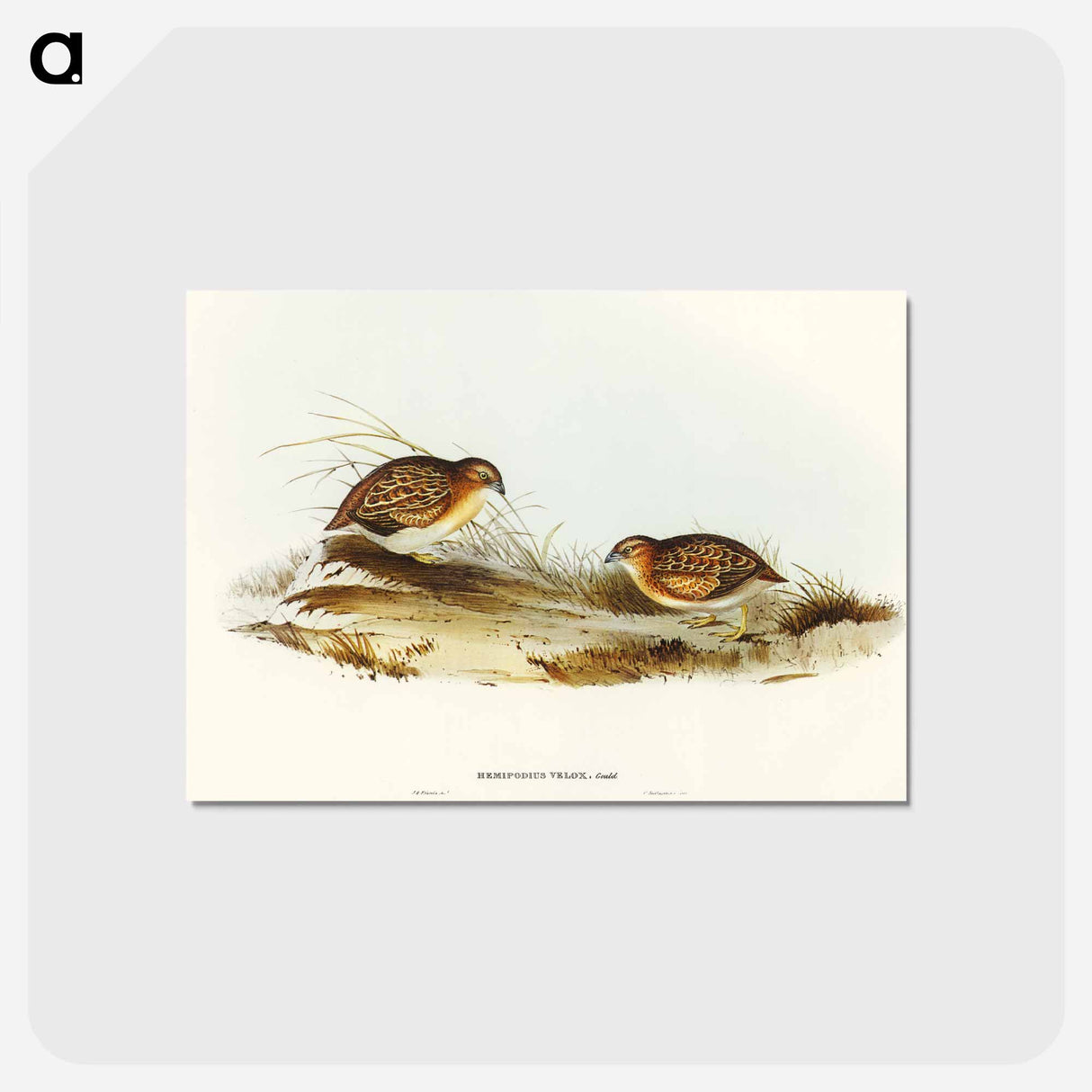 アートポストカード-Swift-flying Hemipode
- オーストラリアの鳥 Postcard.