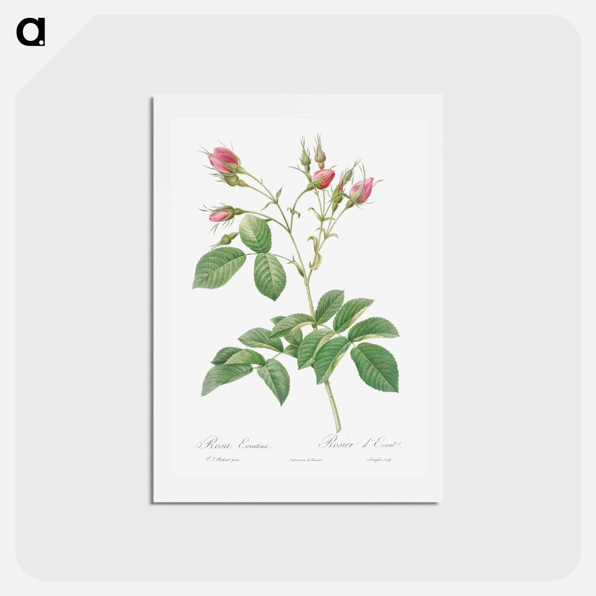 アートポストカード-Evrat's Rose with Crimson Buds - ピエール ジョゼフ ルドゥーテ Postcard.