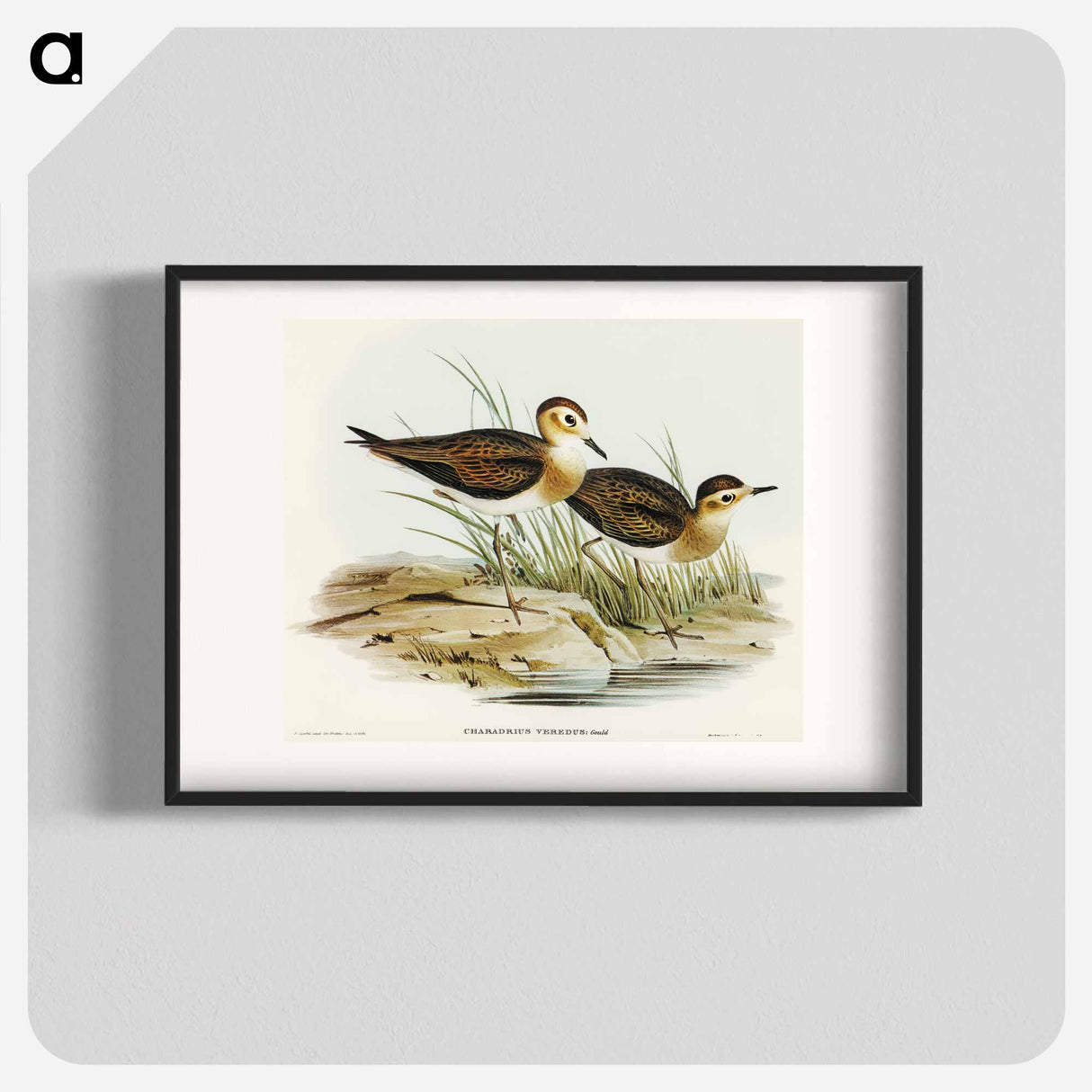 アートポスター-Brown Plover
- オーストラリアの鳥 Poster.