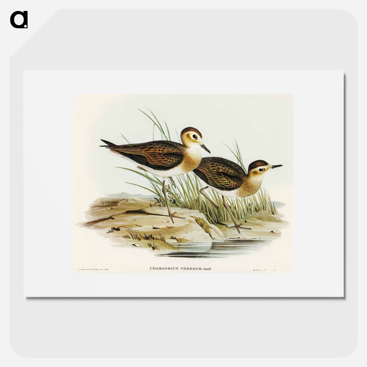 アートポスター-Brown Plover
- オーストラリアの鳥 Poster.