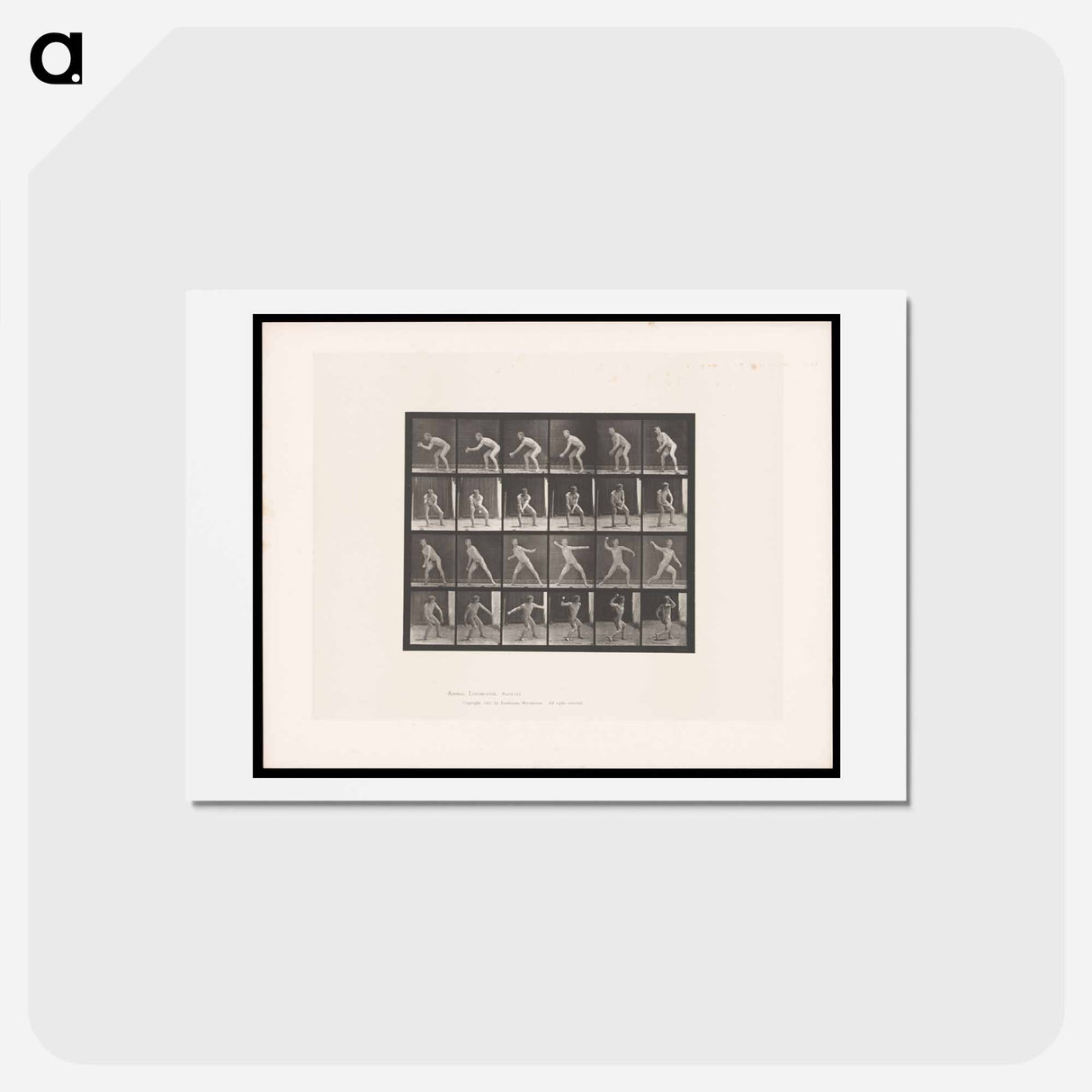 アートポストカード-Man Catching and Throwing
- エドワード マイブリッジ Postcard.