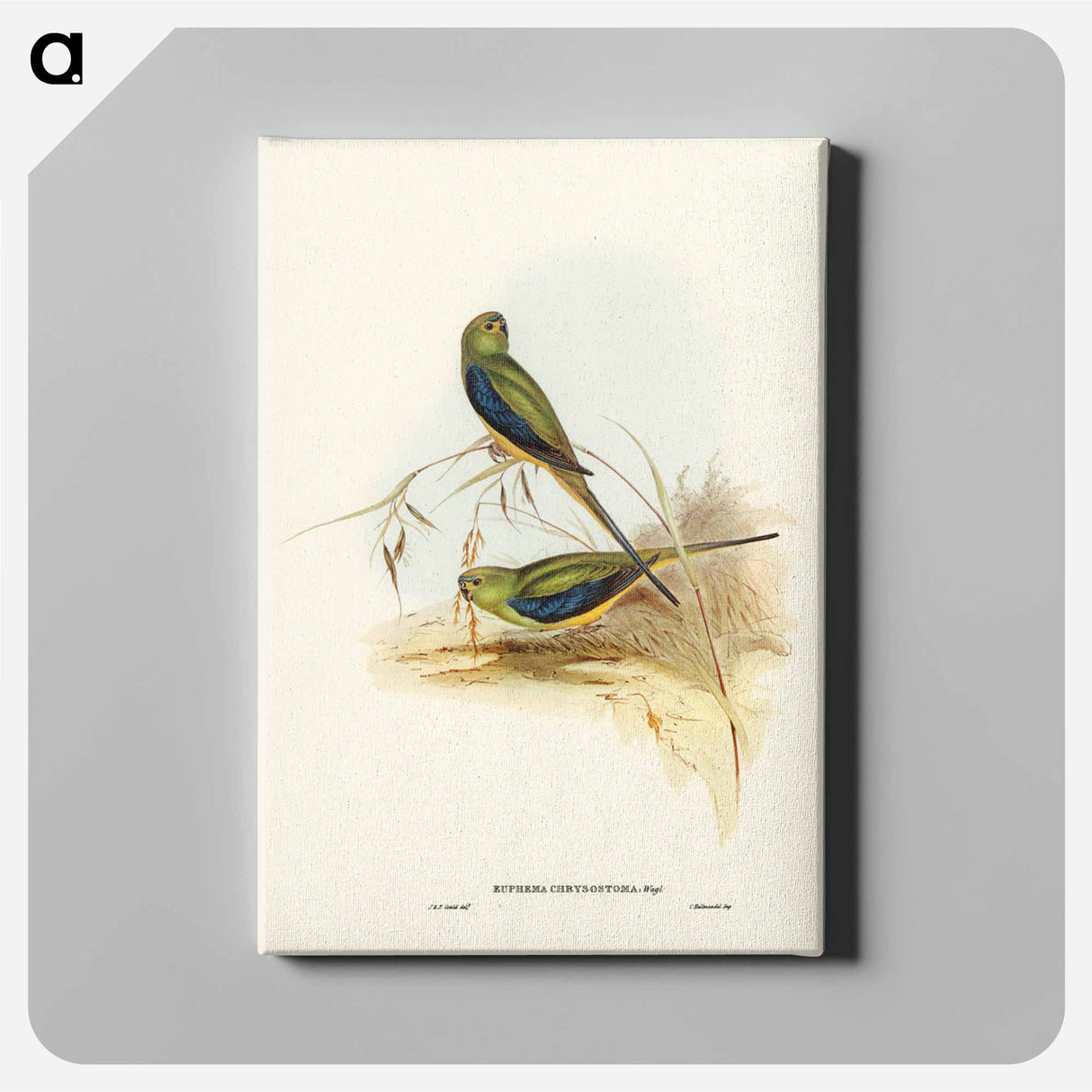 アートパネル-Blue-banded Grass-Parakeet
- ジョン グールド Canvas.