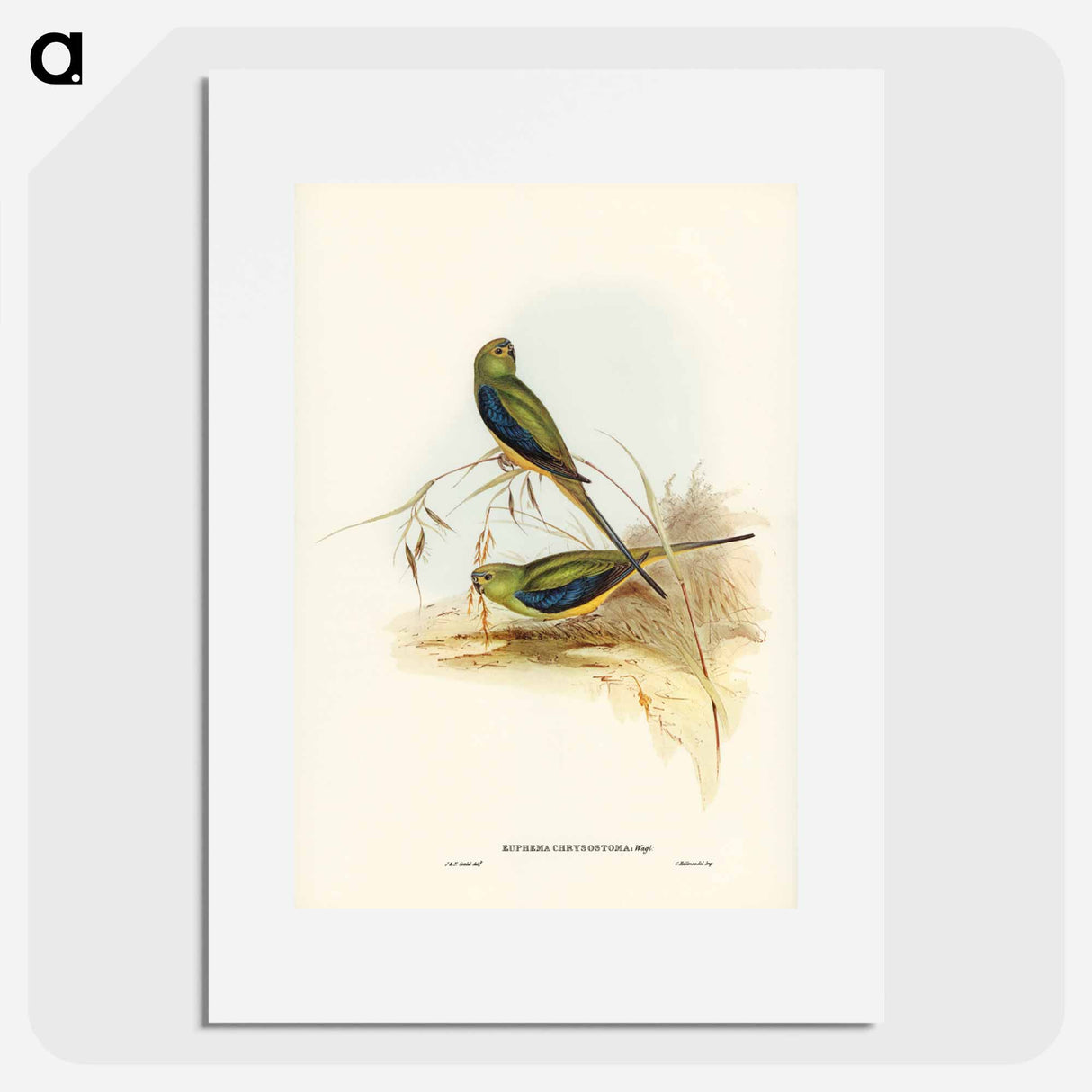 アートポスター-Blue-banded Grass-Parakeet
- ジョン グールド Poster.