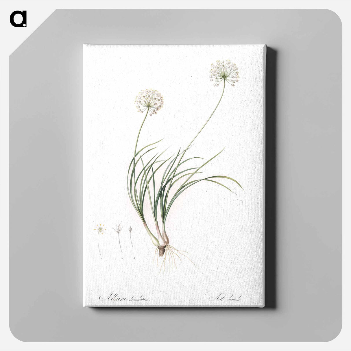 アートパネル-Allium denudatum illustration - ピエール ジョゼフ ルドゥーテ Canvas.