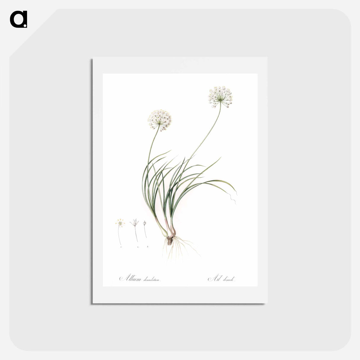 アートポストカード-Allium denudatum illustration - ピエール ジョゼフ ルドゥーテ Postcard.