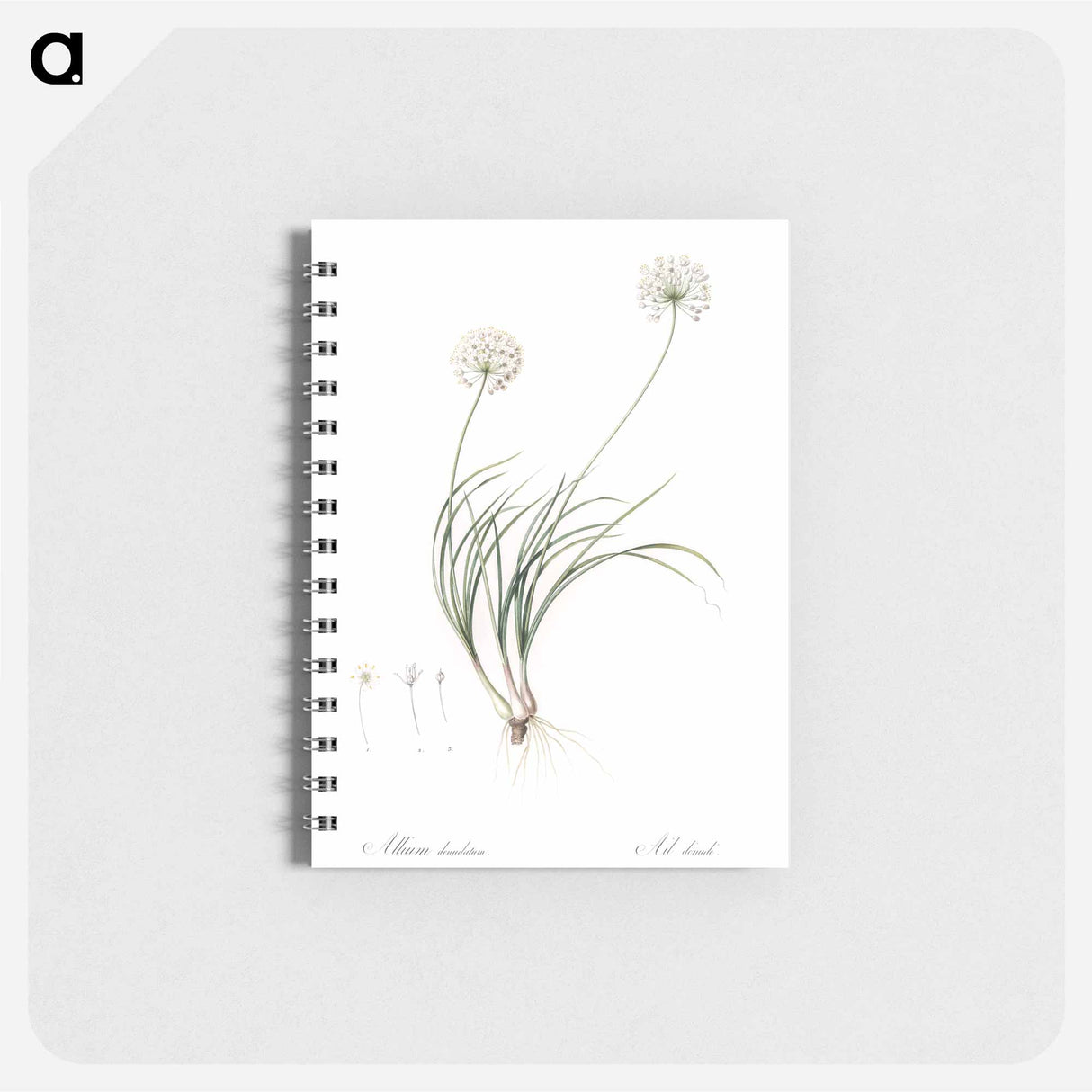 アートメモ帳-Allium denudatum illustration - ピエール ジョゼフ ルドゥーテ Memo.