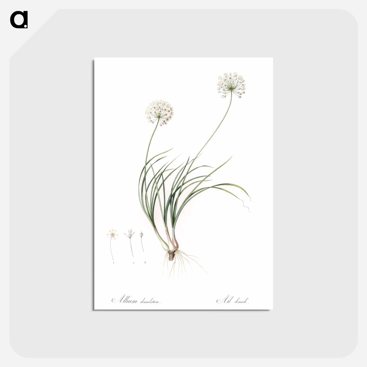 アートポストカード-Allium denudatum illustration - ピエール ジョゼフ ルドゥーテ Postcard.