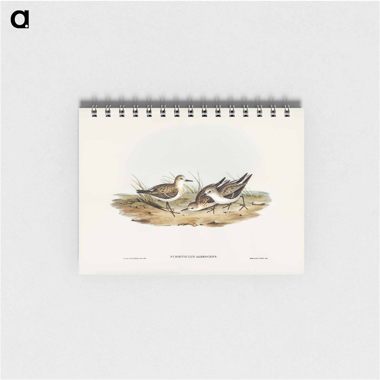 アートメモ帳-Little Sandpiper
- オーストラリアの鳥 Memo.