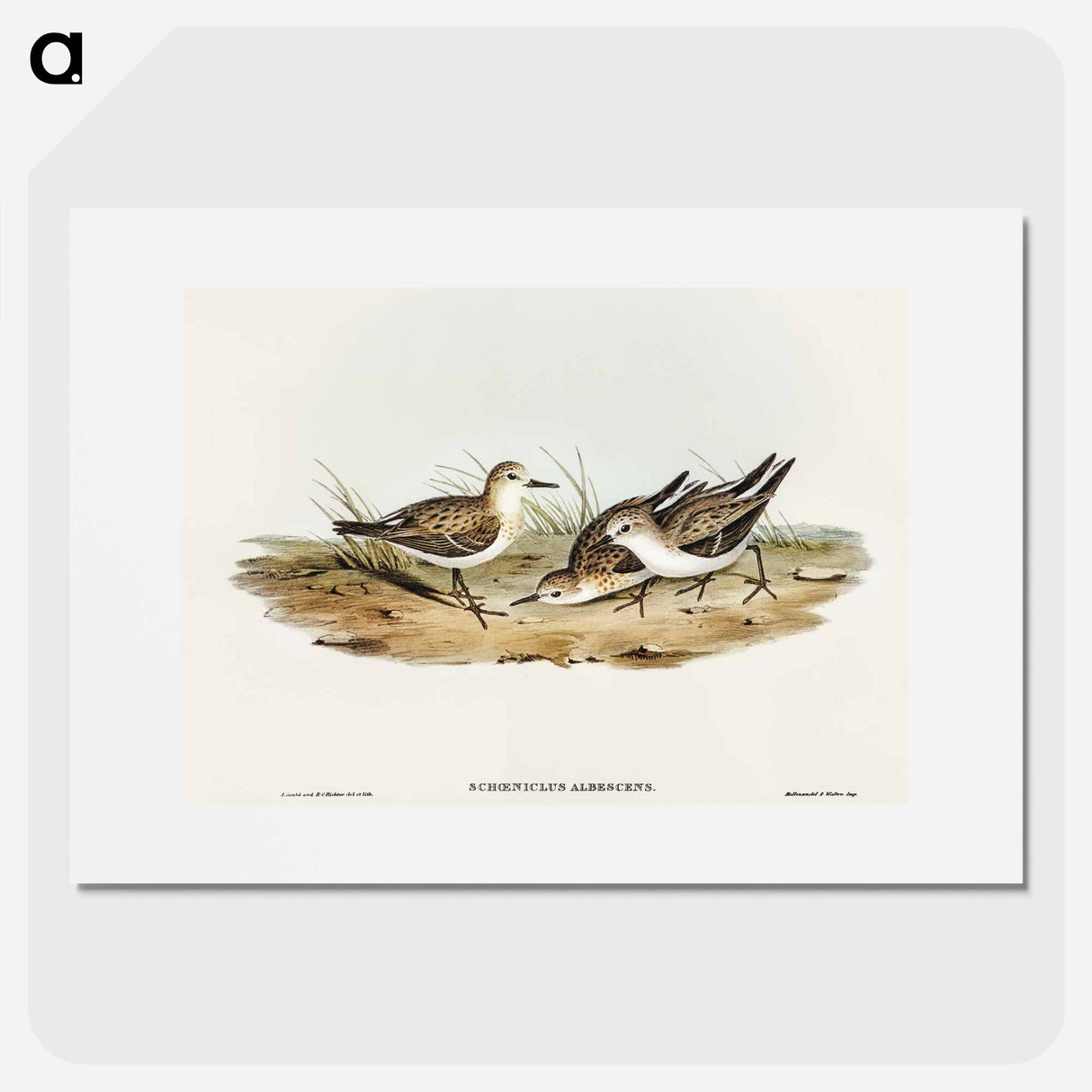アートポスター-Little Sandpiper
- オーストラリアの鳥 Poster.