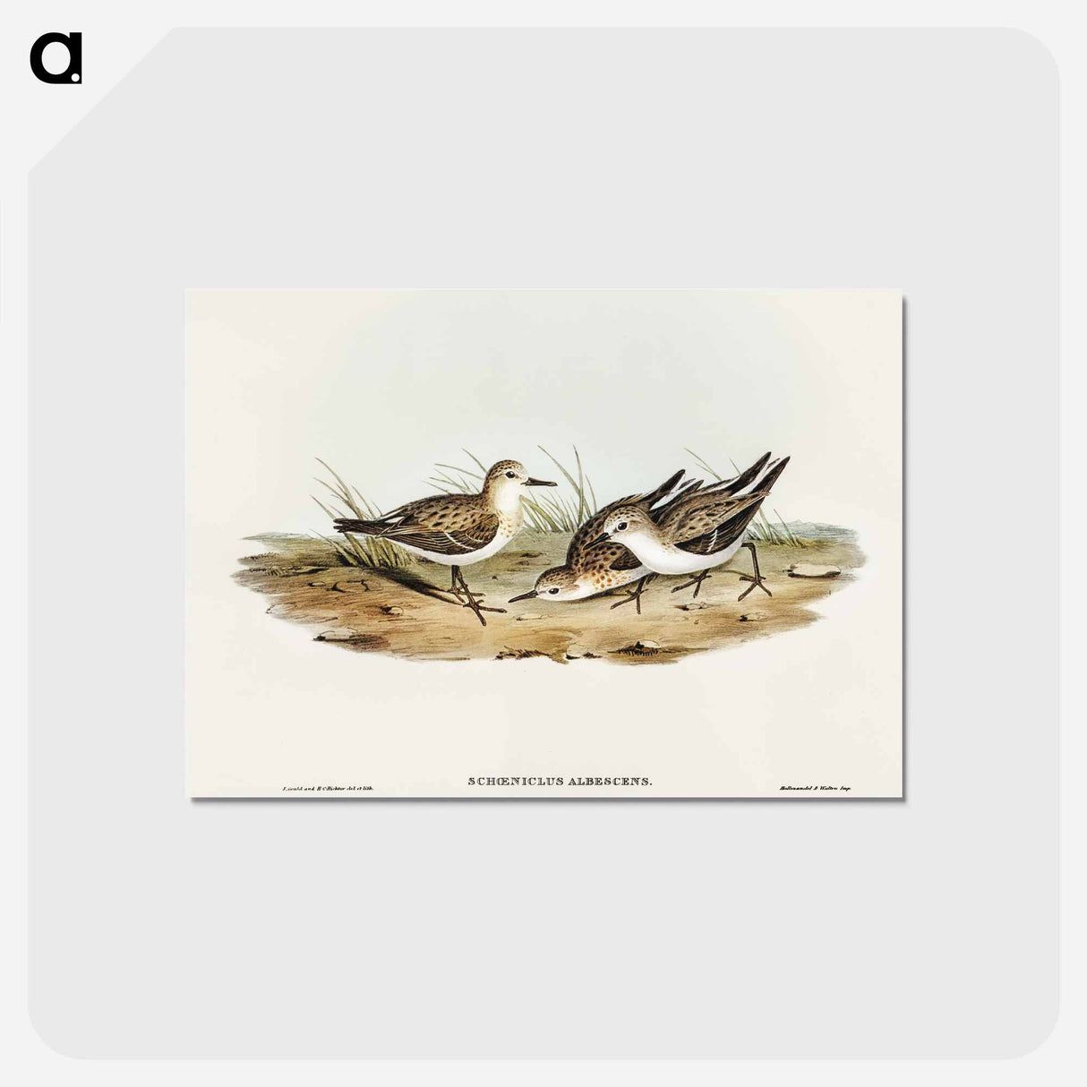 アートポストカード-Little Sandpiper
- オーストラリアの鳥 Postcard.
