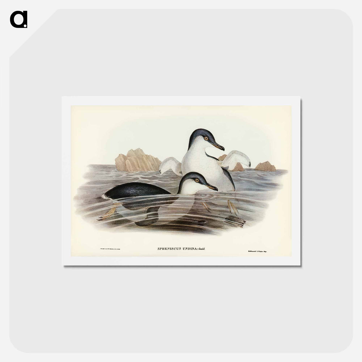 アートポストカード-Fairy Penguin
- ジョン グールド Postcard.