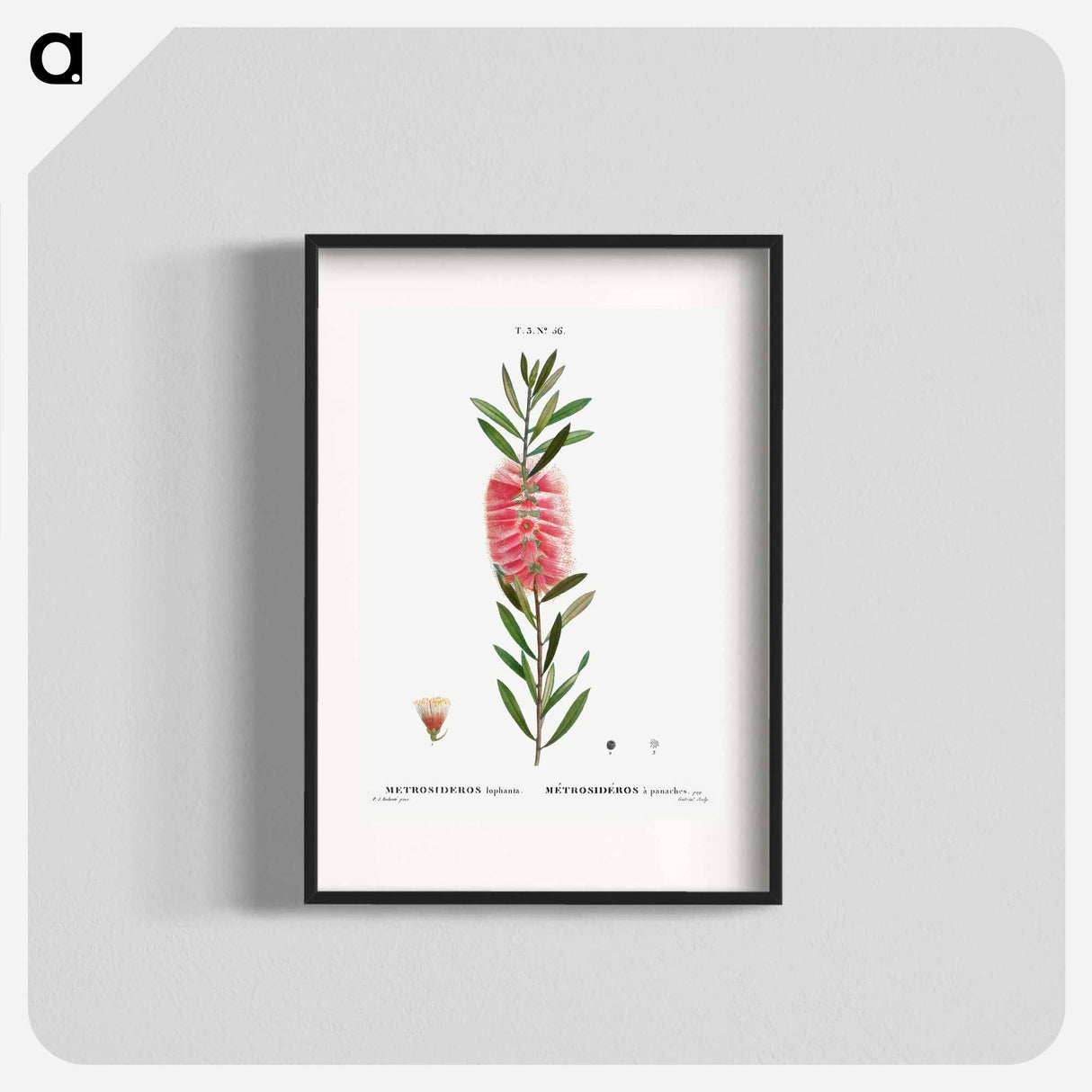 Metrosideros lophanta - Pierre Joseph Redouté Poster.