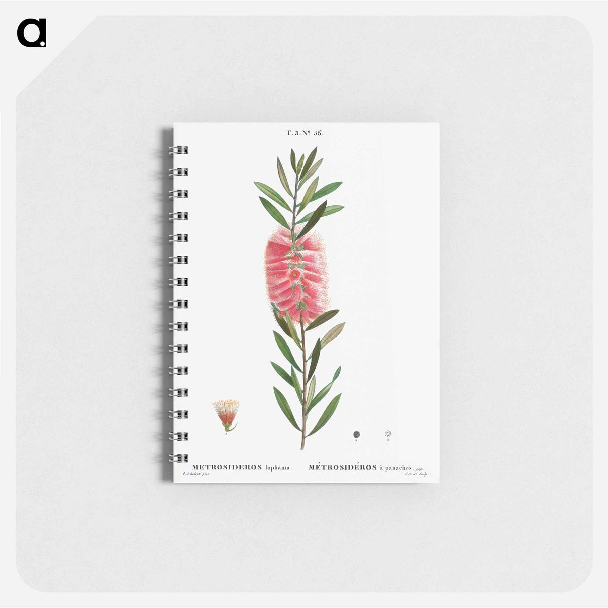 Metrosideros lophanta - ピエール ジョゼフ ルドゥーテ Memo.