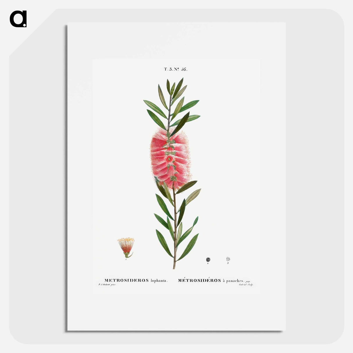 Metrosideros lophanta - Pierre Joseph Redouté Poster.
