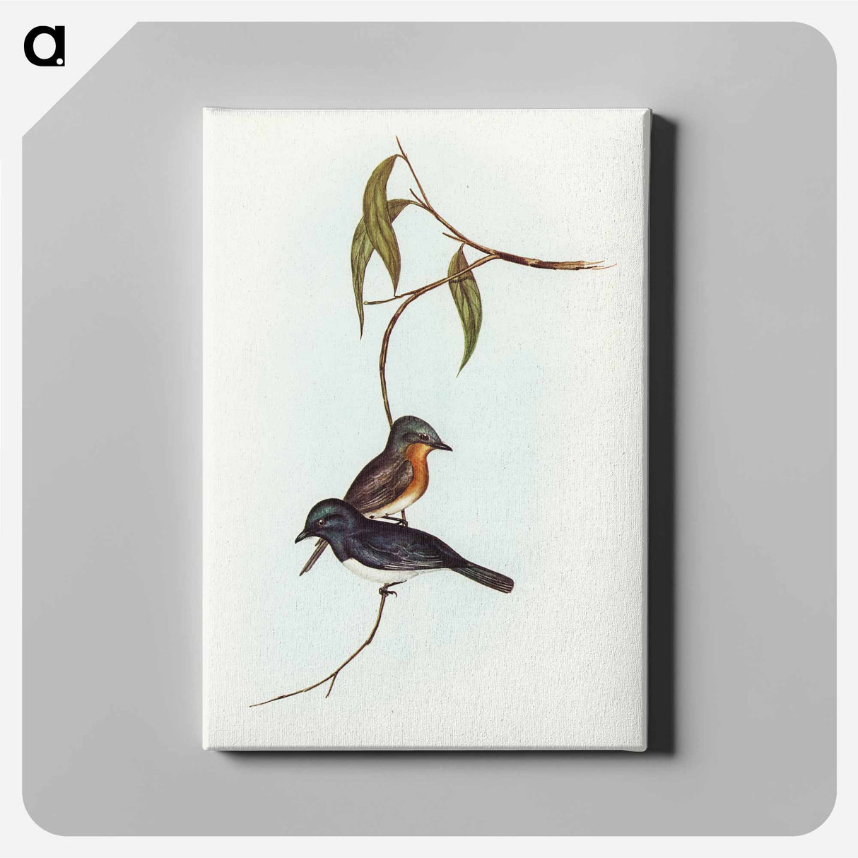 Plumbeous Flycatcher
- オーストラリアの鳥 Canvas.