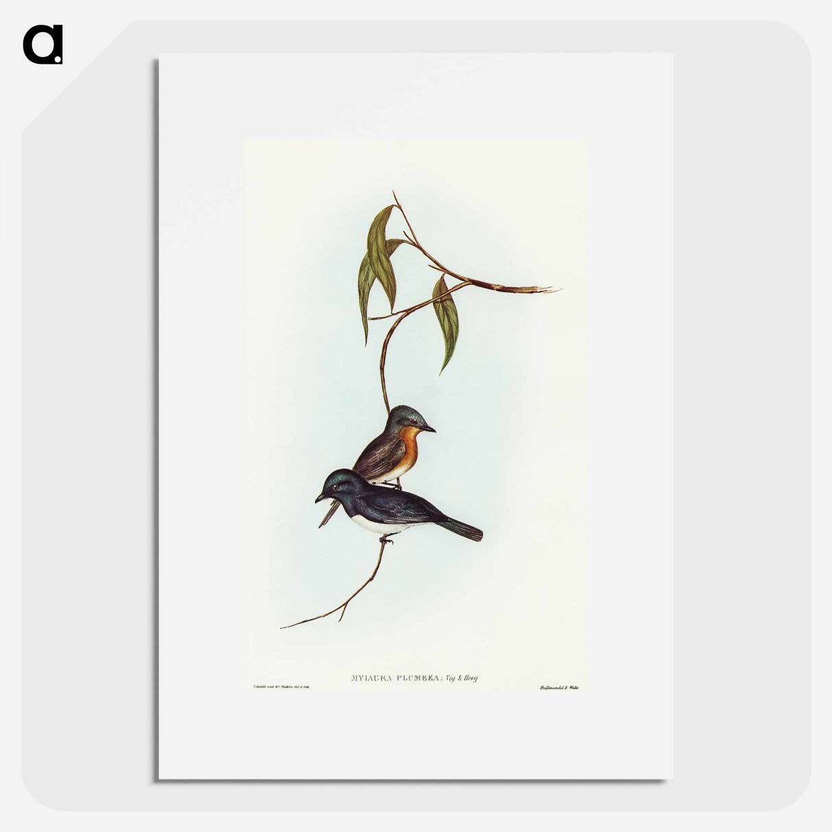 アートポスター-Plumbeous Flycatcher
- オーストラリアの鳥 Poster.