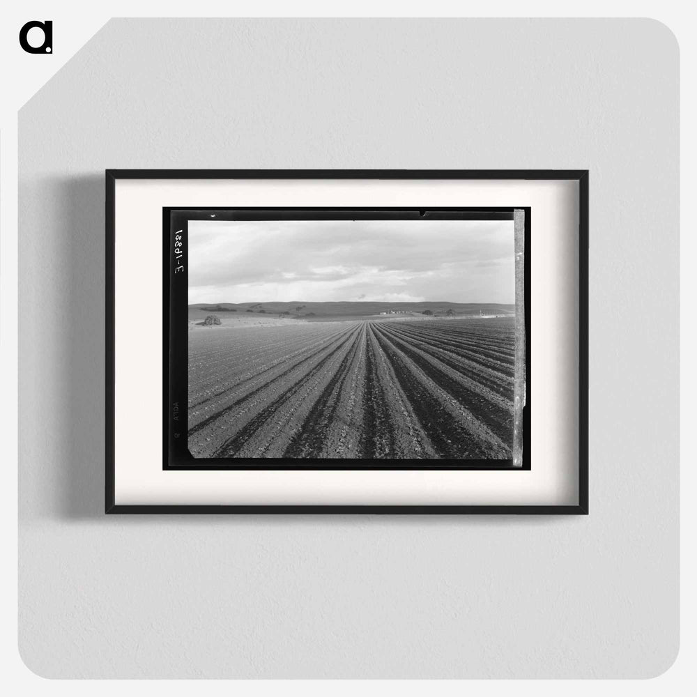 Untitled photo - Dorothea Lange Poster.