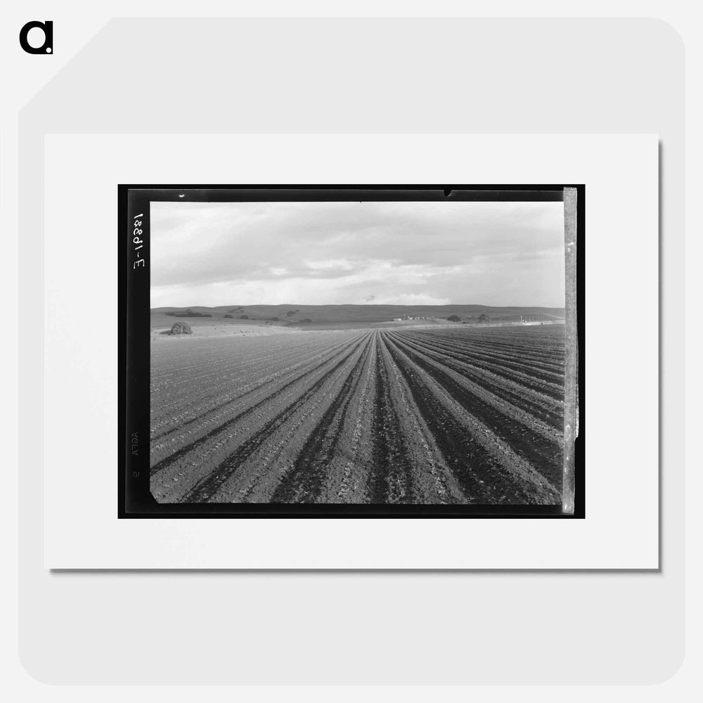 Untitled photo - Dorothea Lange Poster.