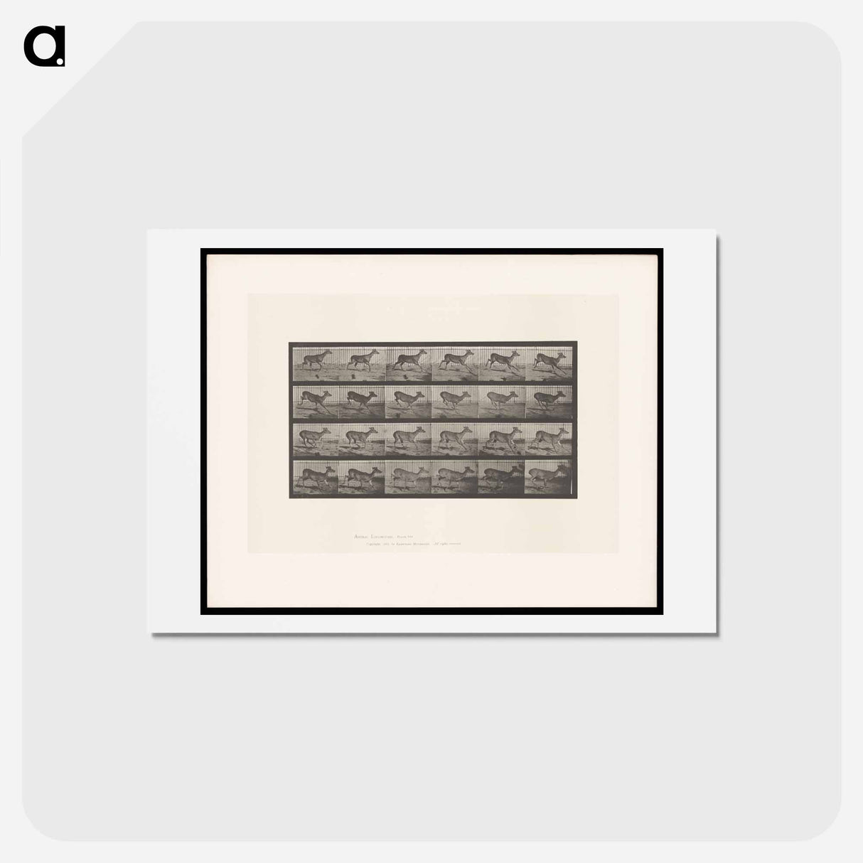 アートポストカード-Running Buck
- エドワード マイブリッジ Postcard.