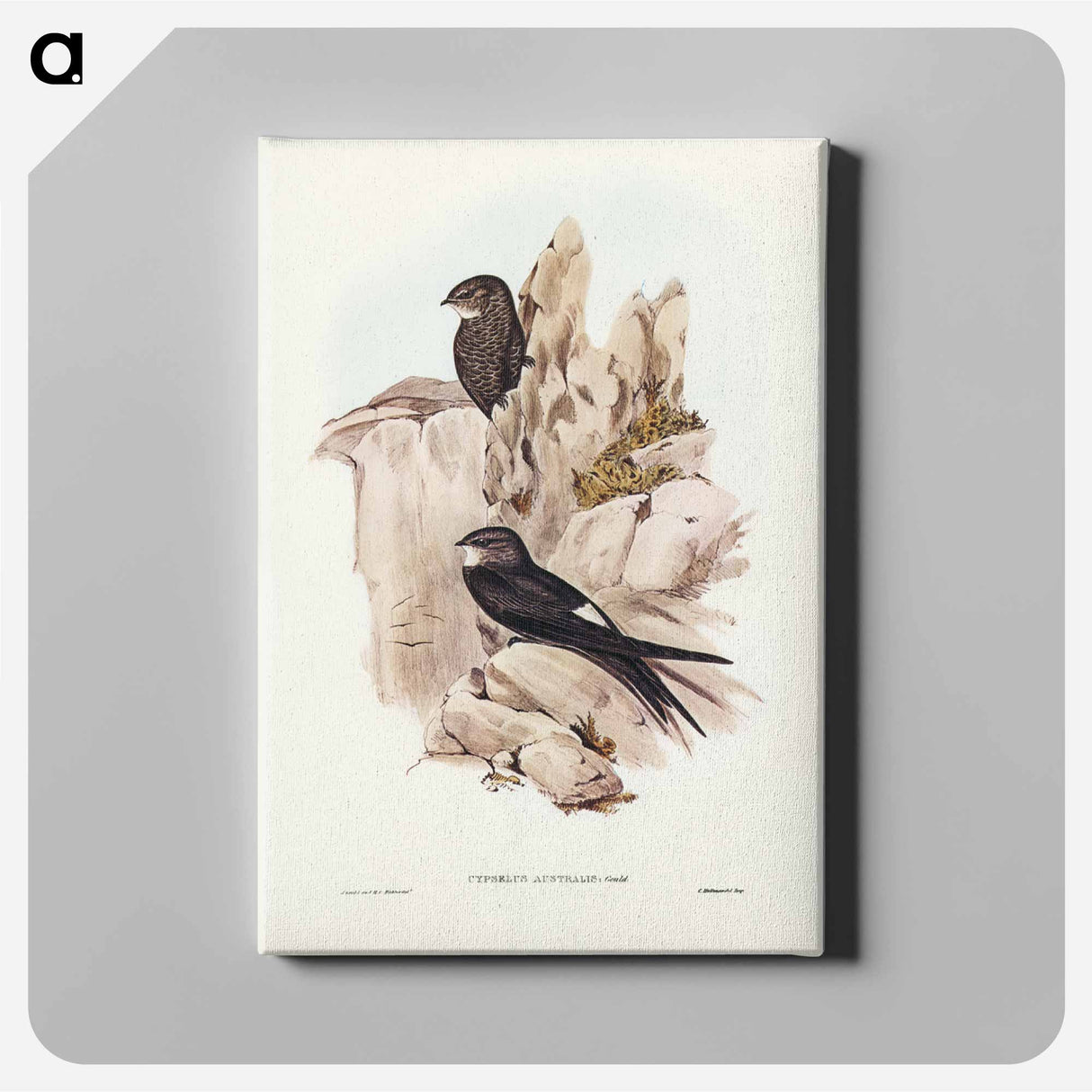 アートパネル-Australian Swift
- ジョン グールド Canvas.