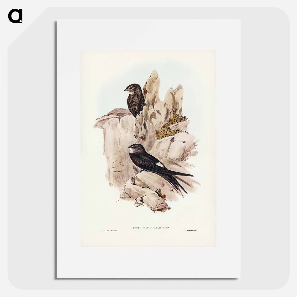 アートポスター-Australian Swift
- ジョン グールド Poster.