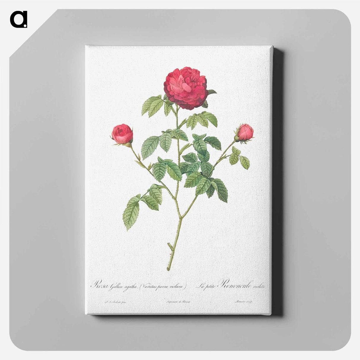 Purple Agatha - Pierre Joseph Redouté Canvas.