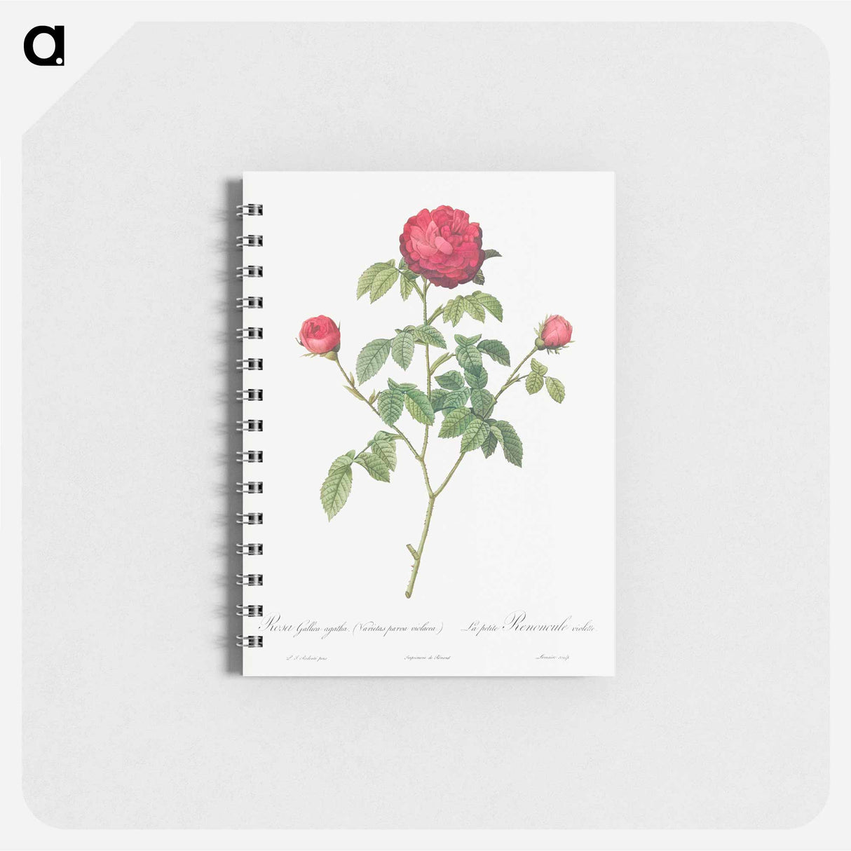 Purple Agatha - ピエール ジョゼフ ルドゥーテ Memo.