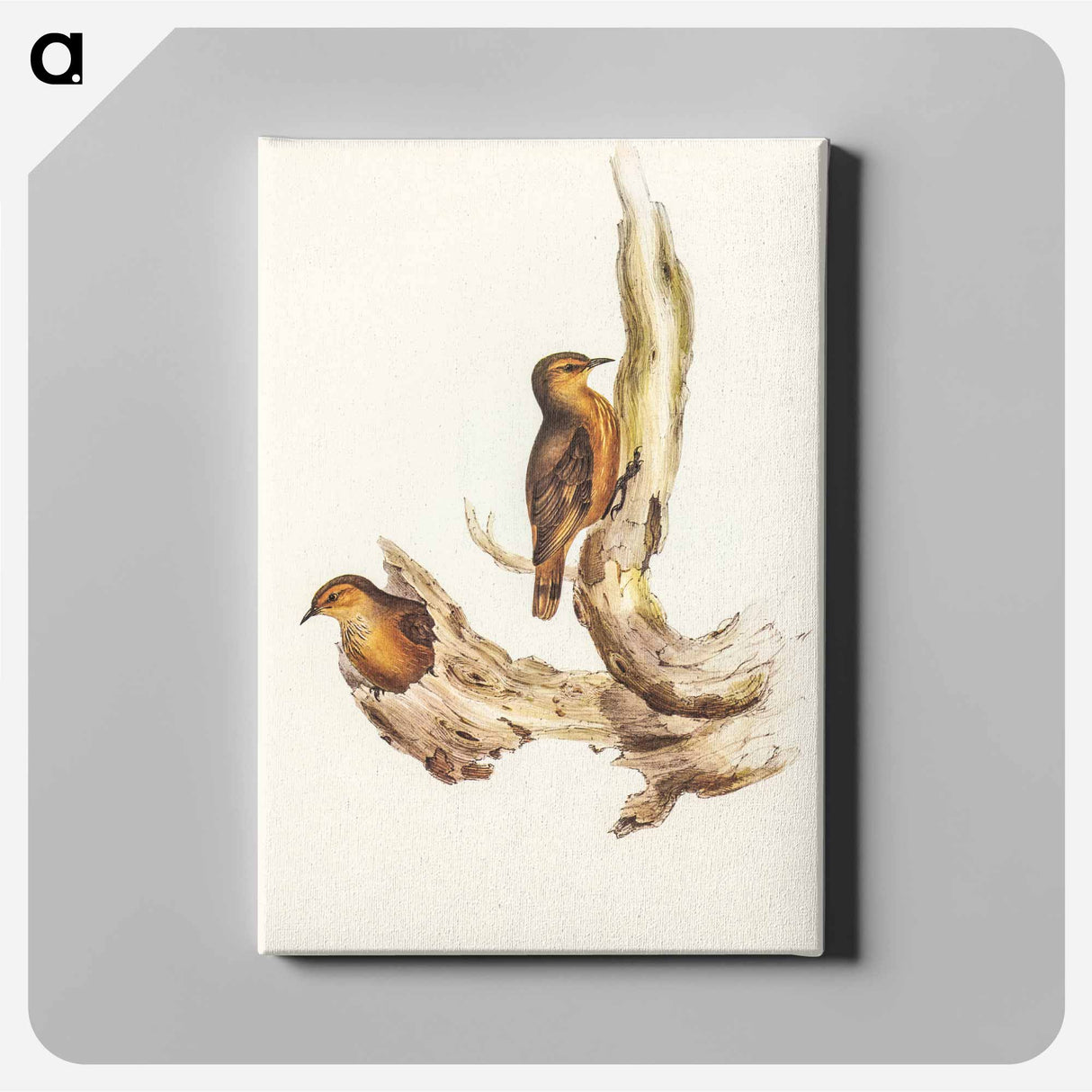 Rufous Tree-Creeper
- オーストラリアの鳥 Canvas.