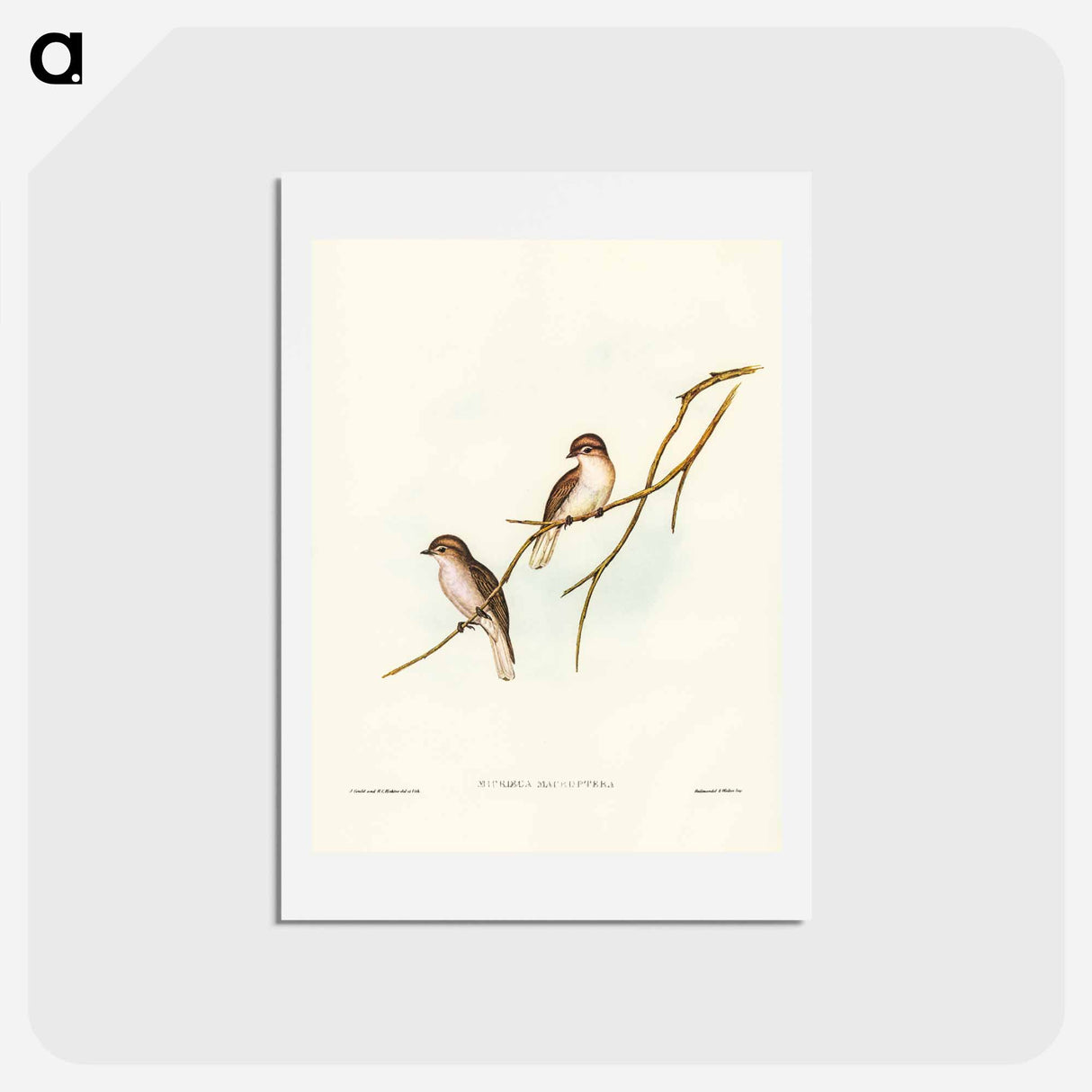 アートポストカード-Great-winged Flycatcher
- ジョン グールド Postcard.