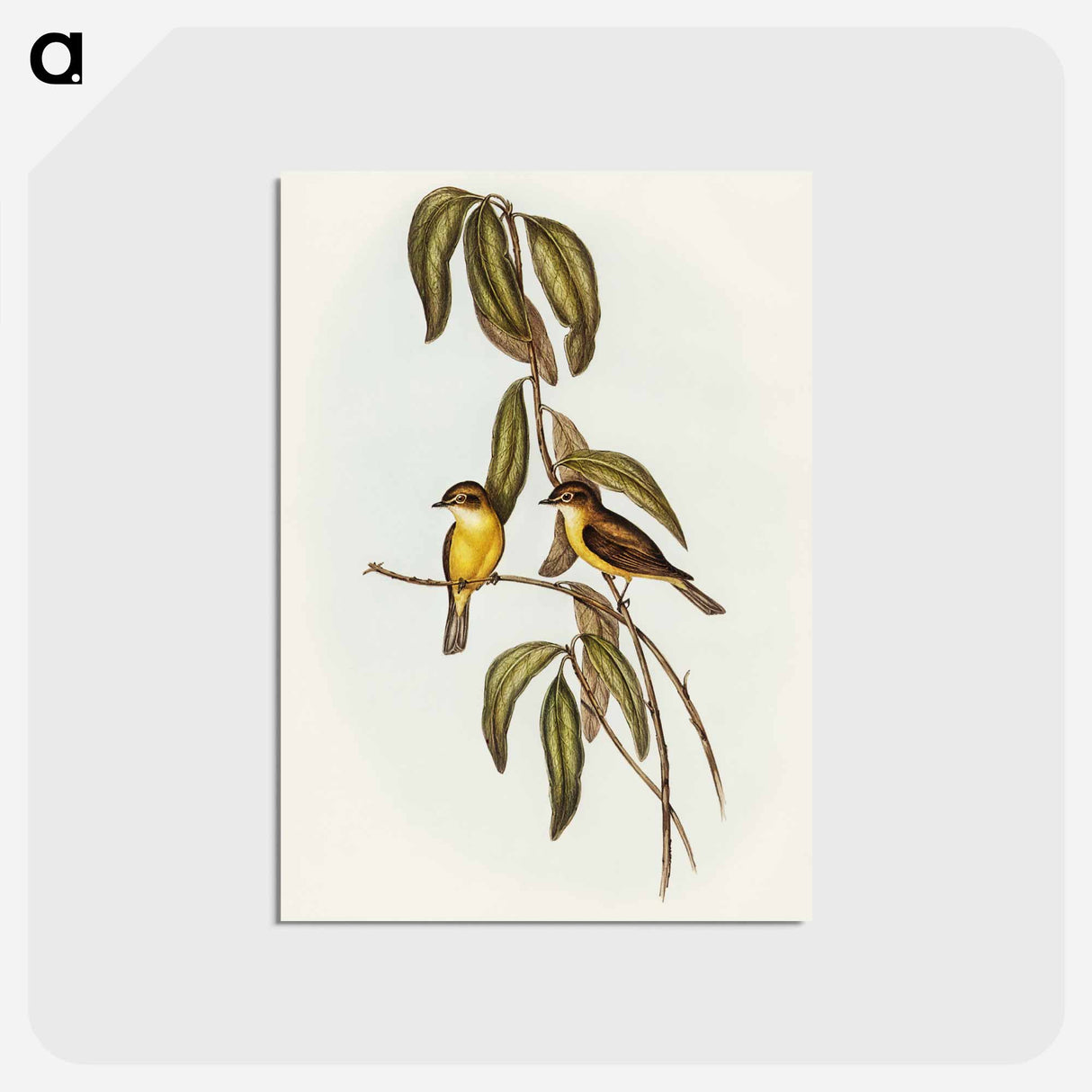 アートポストカード-Yellow-bellied Flycatcher
- オーストラリアの鳥 Postcard.