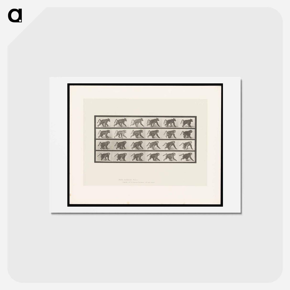 アートポストカード-Baboon Walking
- エドワード マイブリッジ Postcard.
