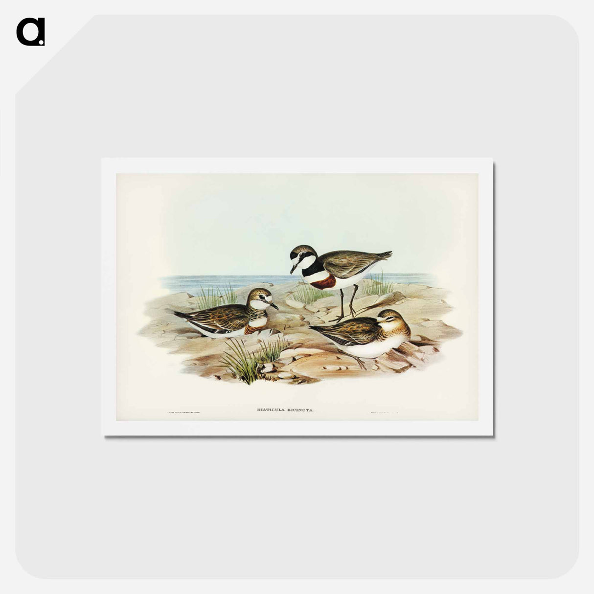 アートポストカード-Double-banded Dottrel
- ジョン グールド Postcard.