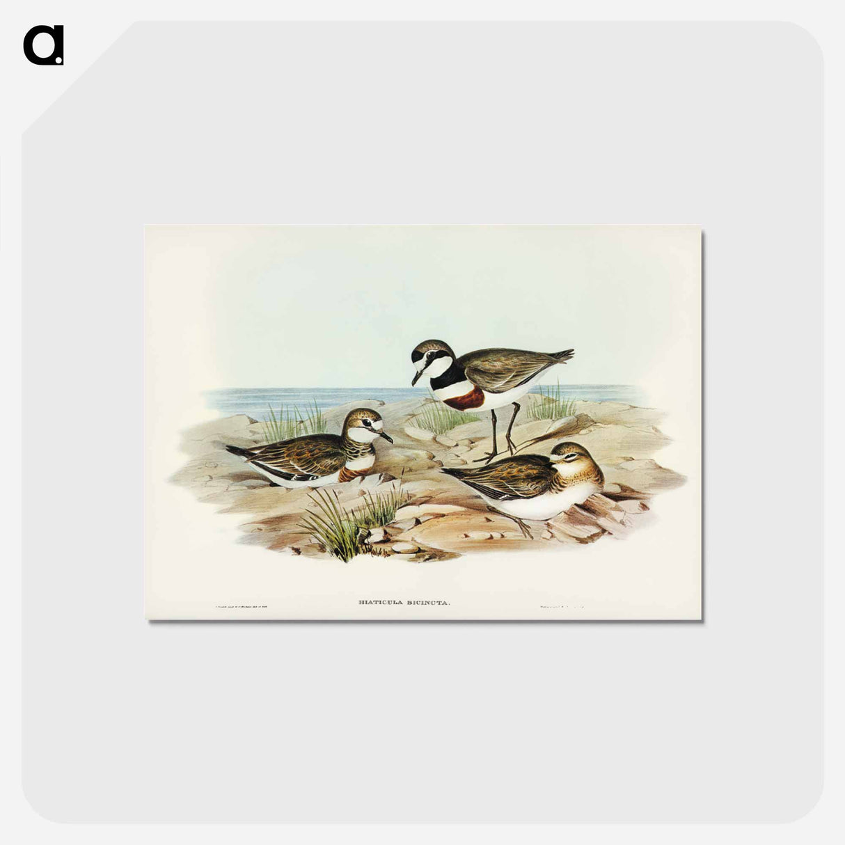 アートポストカード-Double-banded Dottrel
- ジョン グールド Postcard.