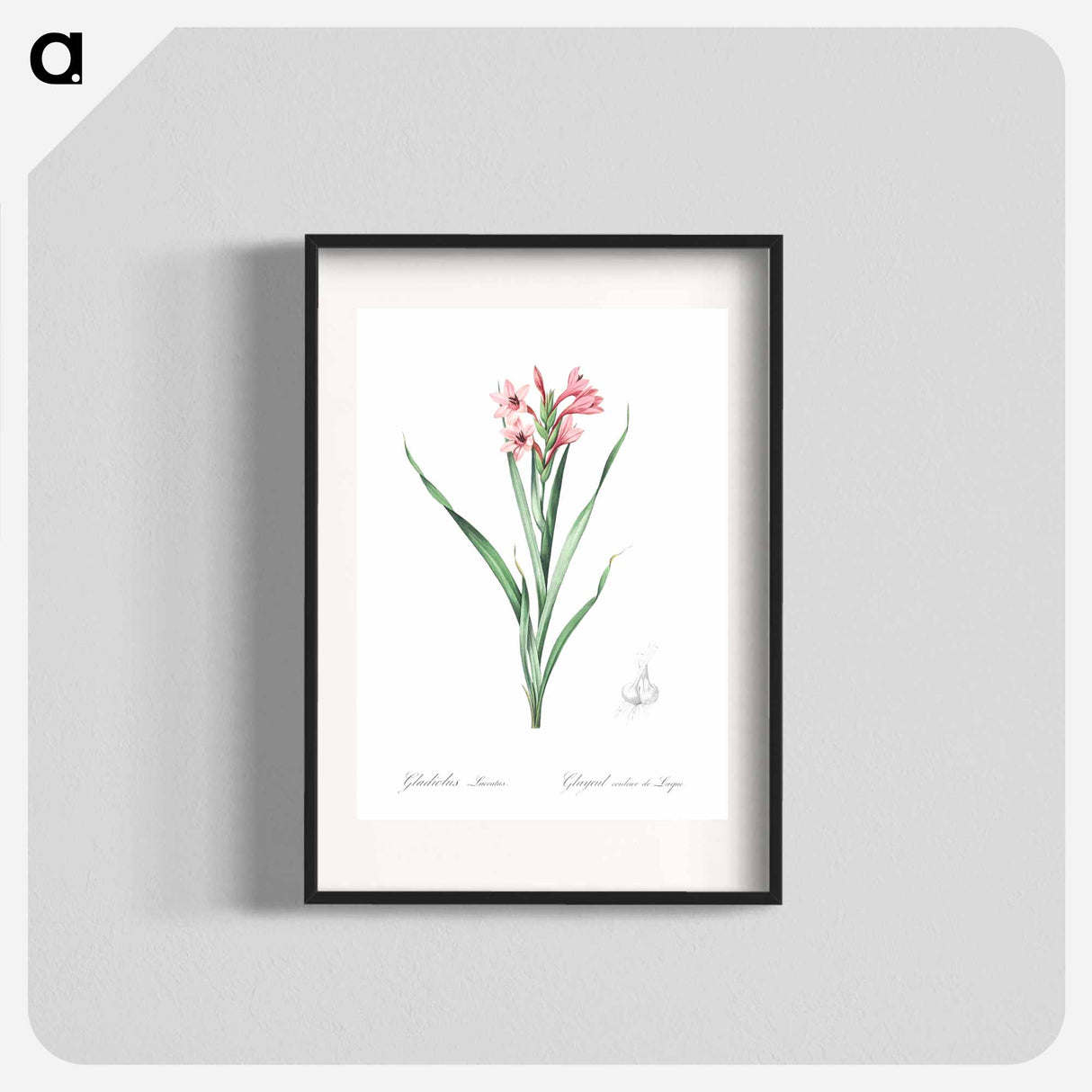Sword lily illustration - Pierre Joseph Redouté Poster.