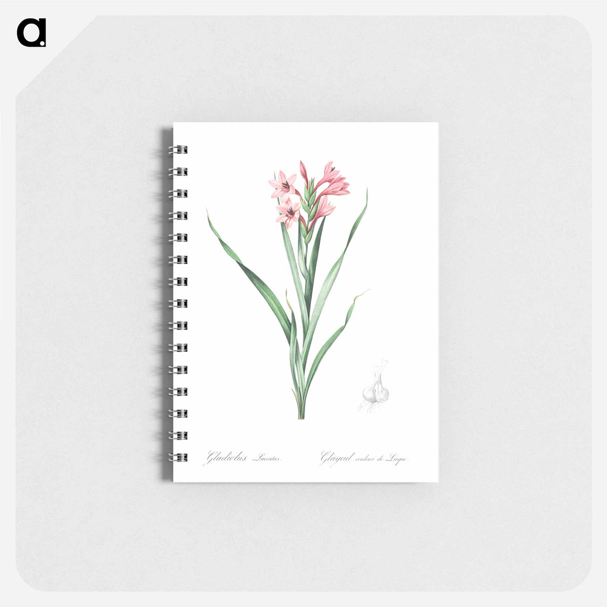 Sword lily illustration - ピエール ジョゼフ ルドゥーテ Memo.