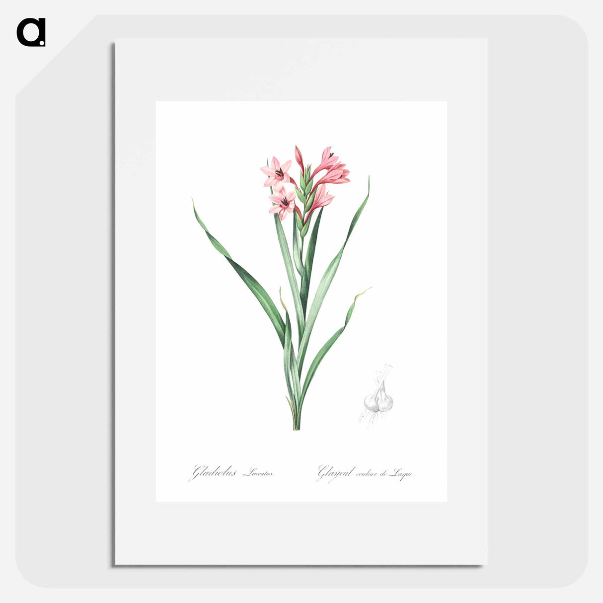 Sword lily illustration - Pierre Joseph Redouté Poster.