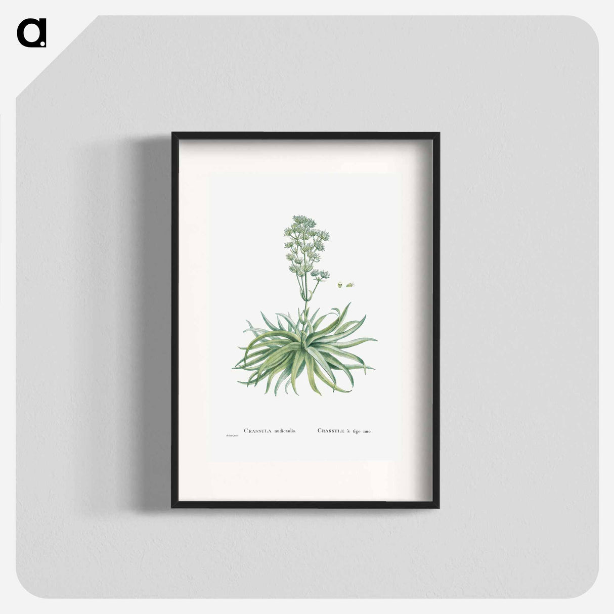 Crassula Nudicaulis (Naked–Stalked Crassula) - Pierre-Joseph Redouté Poster.