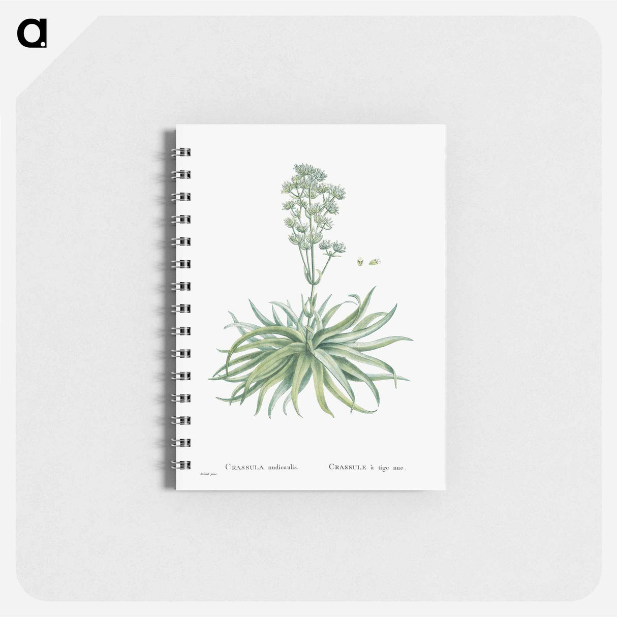 Crassula Nudicaulis (Naked–Stalked Crassula) - ピエール ジョゼフ ルドゥーテ Memo.