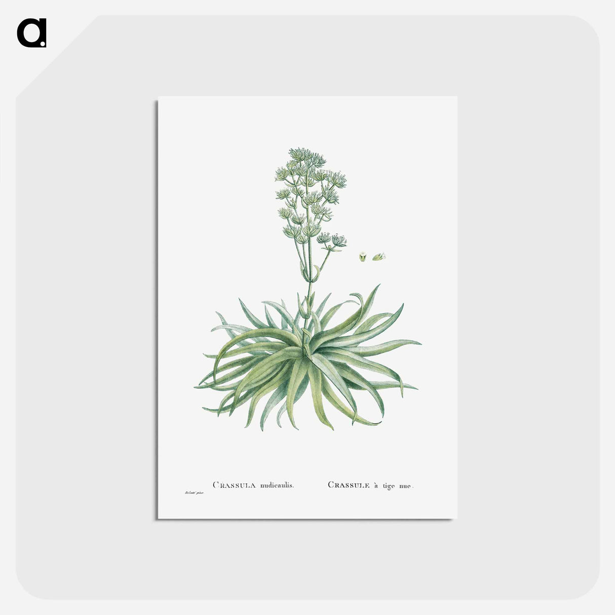 アートポストカード-Crassula Nudicaulis (Naked–Stalked Crassula) - ピエール ジョゼフ ルドゥーテ Postcard.