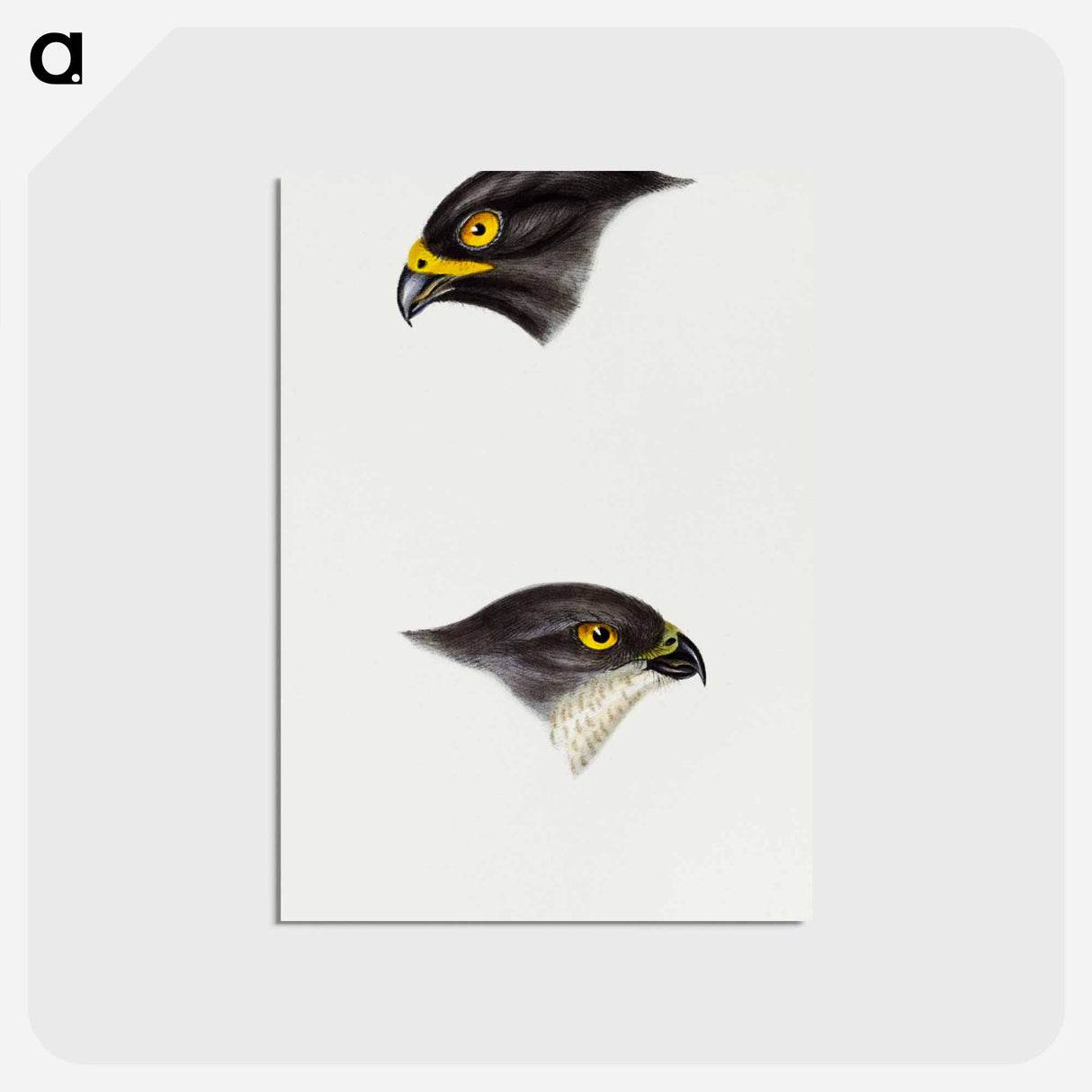 アートポストカード-Sparrow Hawks of Australia
- ジョン グールド Postcard.