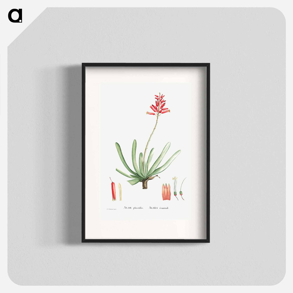 アートポスター-Aloe Plicatilis (Fan–Aloe) - ピエール ジョゼフ ルドゥーテ Poster.